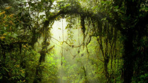 Monteverde-Private-Tours-1
